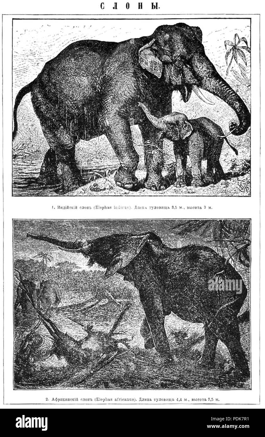 42 Brockhaus-Efron Slony Foto Stock