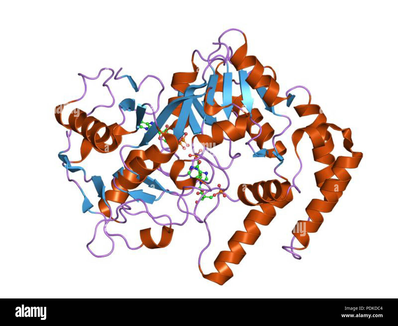 72 PDB 1lon EBI Foto Stock