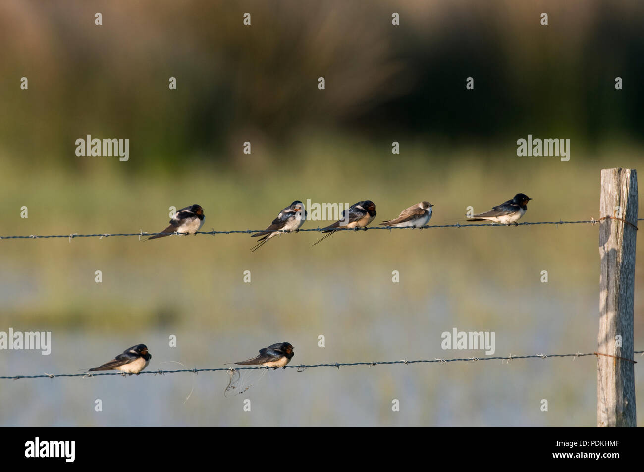 Hirondelle rustique et hirondelle de rivage - Swallow e sabbia Martin - Hirundo rustica + Riparia Riparia Foto Stock