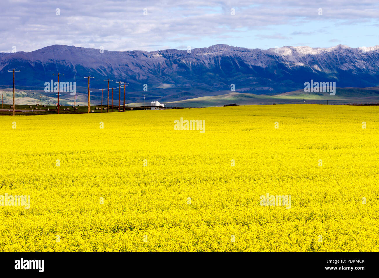 Vista di un campo di canola con le Montagne Rocciose Canadesi in background in prossimità del rullo di estrazione Creek, Alberta, Canada. Foto Stock