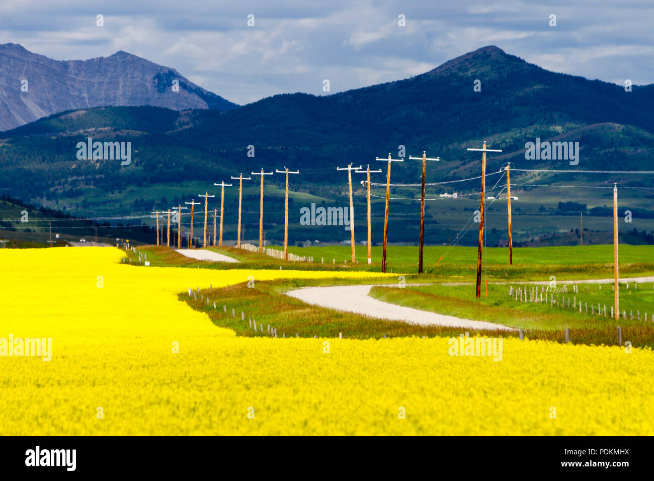 Giallo canola field in fiore con una strada di campagna e le Montagne Rocciose Canadesi in background in prossimità del rullo di estrazione Creek, Alberta, Canada. Foto Stock