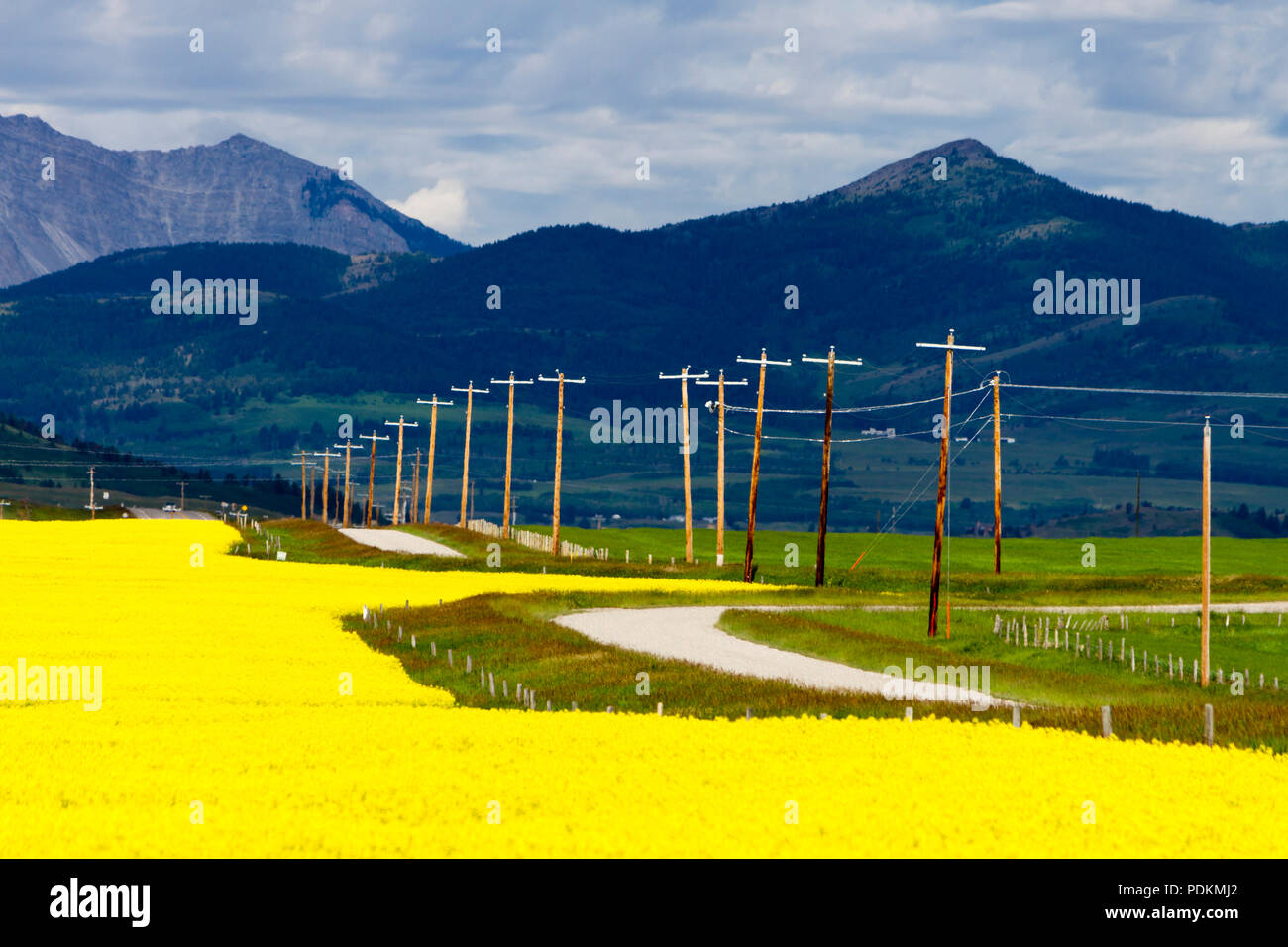 Giallo canola field in fiore con una strada di campagna e le Montagne Rocciose Canadesi in background in prossimità del rullo di estrazione Creek, Alberta, Canada. Foto Stock