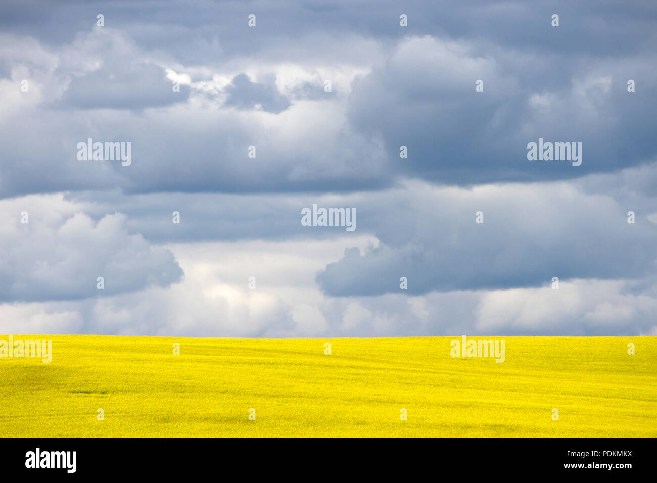 Giallo canola field in bloom con drammatica sky cloudscape nella prateria canadese in prossimità del rullo di estrazione Creek, Alberta, Canada. Foto Stock