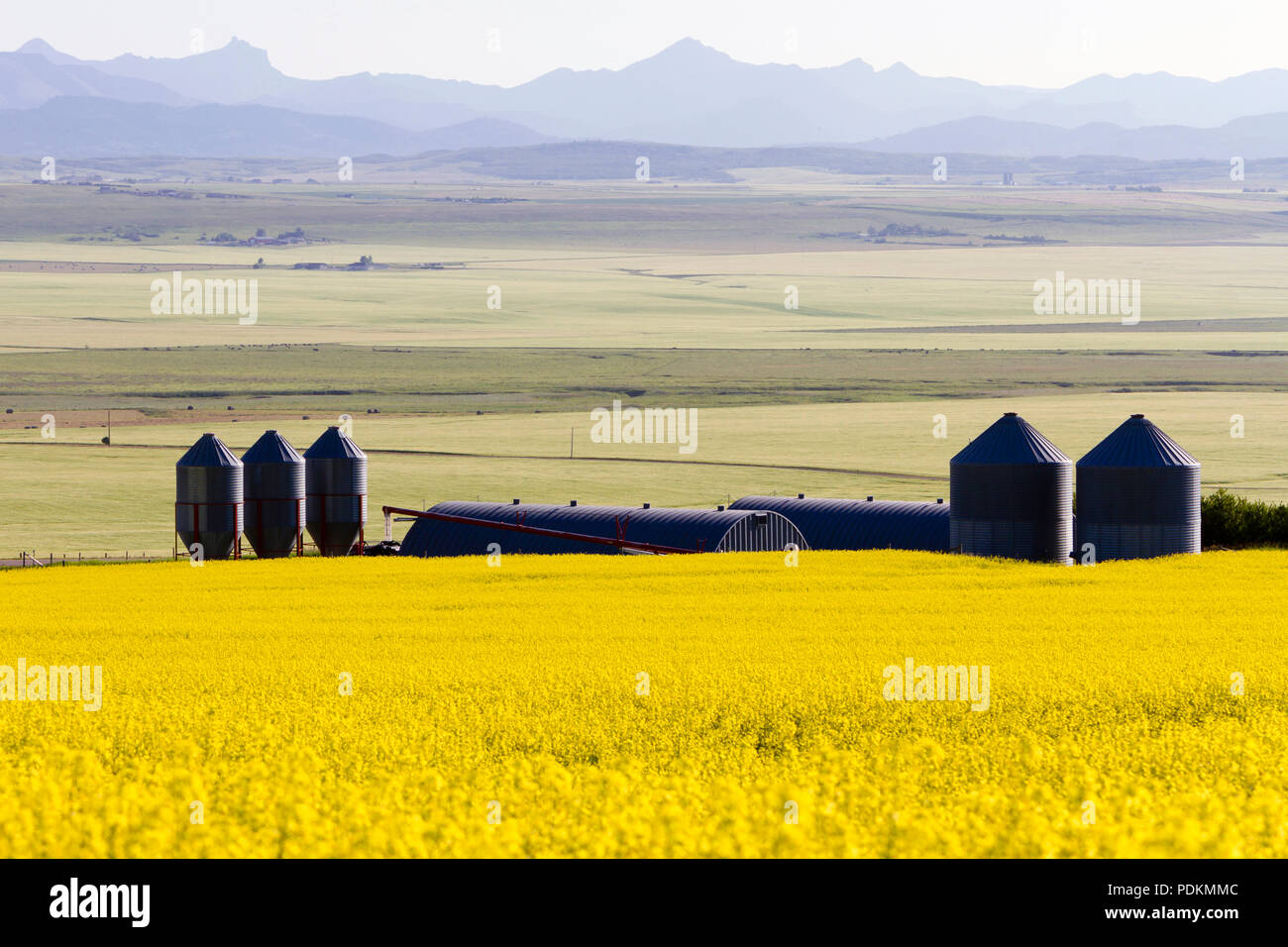 Silos e canola i campi in piena fioritura in una prateria rurali paesaggio con le Montagne Rocciose Canadesi in background in prossimità del rullo di estrazione Creek, Alberta, Canad Foto Stock