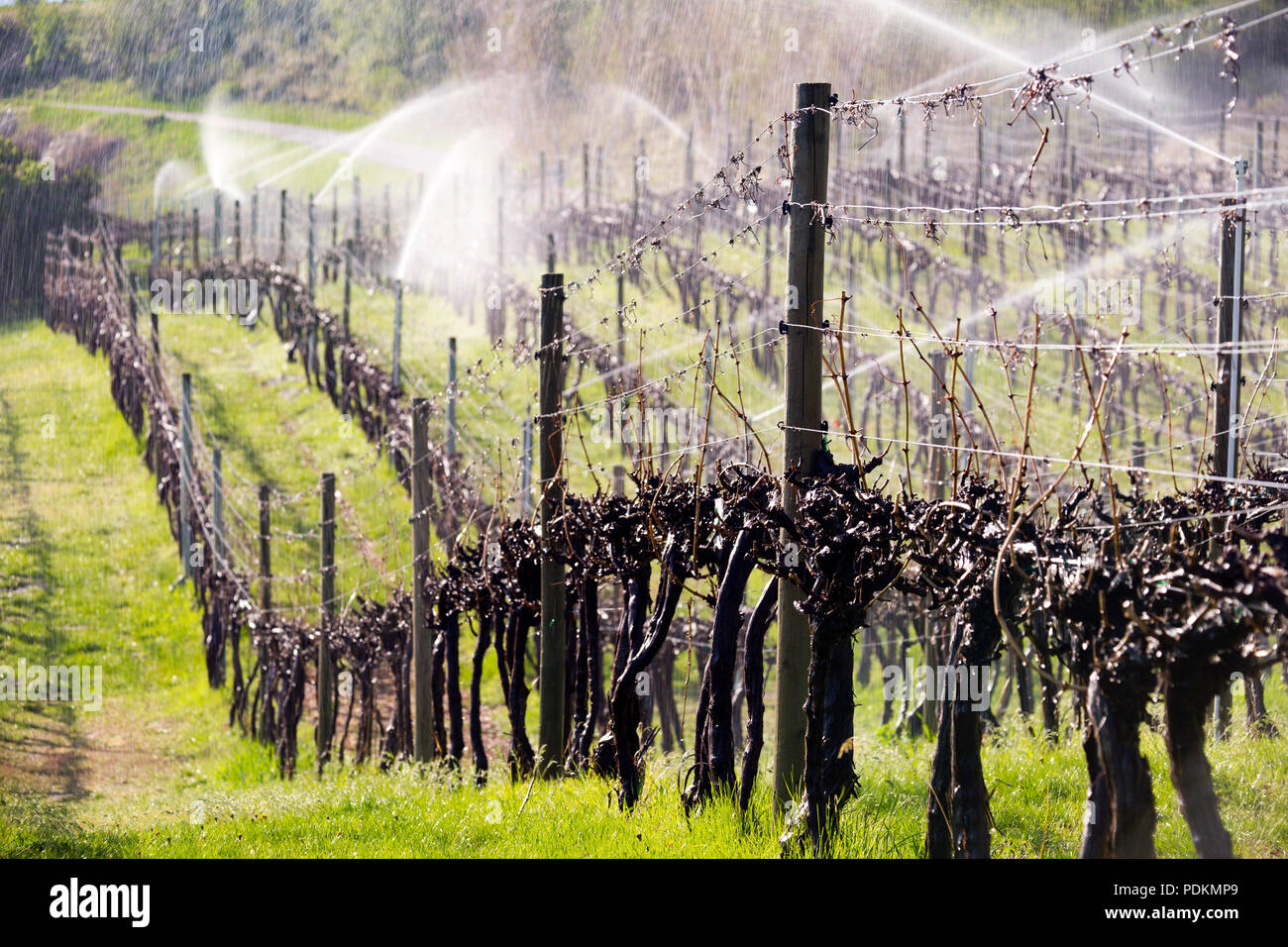 Acqua di irrigazione irrorazione sprinkler nebulizzazione di acqua sui vitigni dormienti al mattino nella Okanagan Valley, British Columbia, Canada. Foto Stock