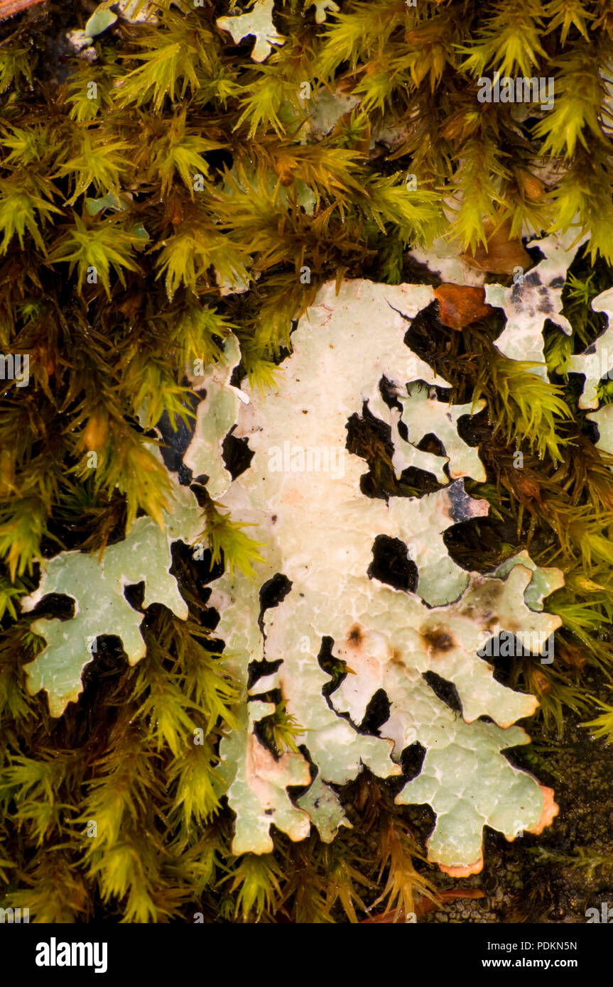 Moss con il lichen lungo la West Metolius River Trail, Metolius Wild & Scenic River, Deschutes National Forest, Oregon Foto Stock