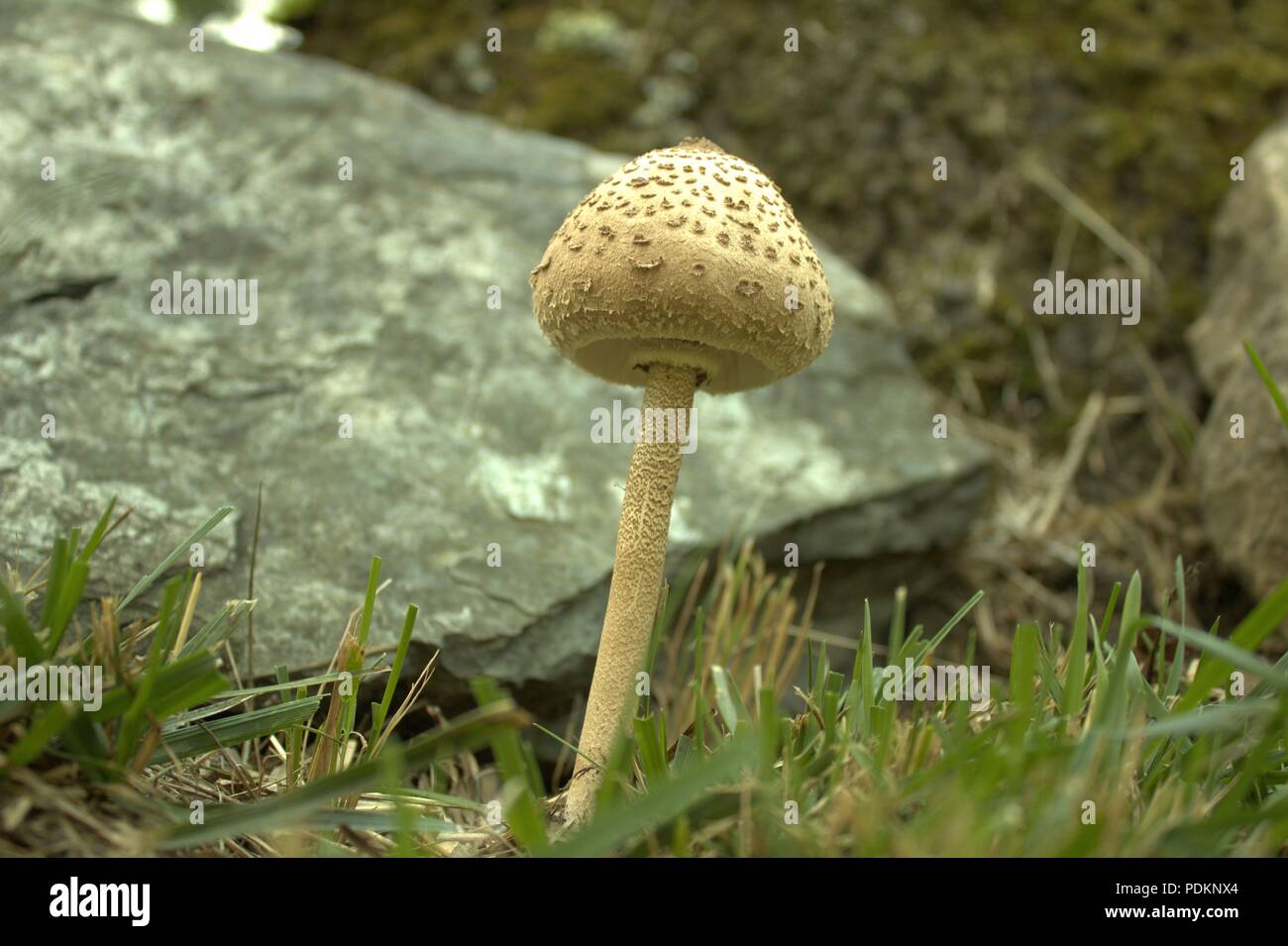 Guardando verso l'alto un fungo da un Rock Foto Stock