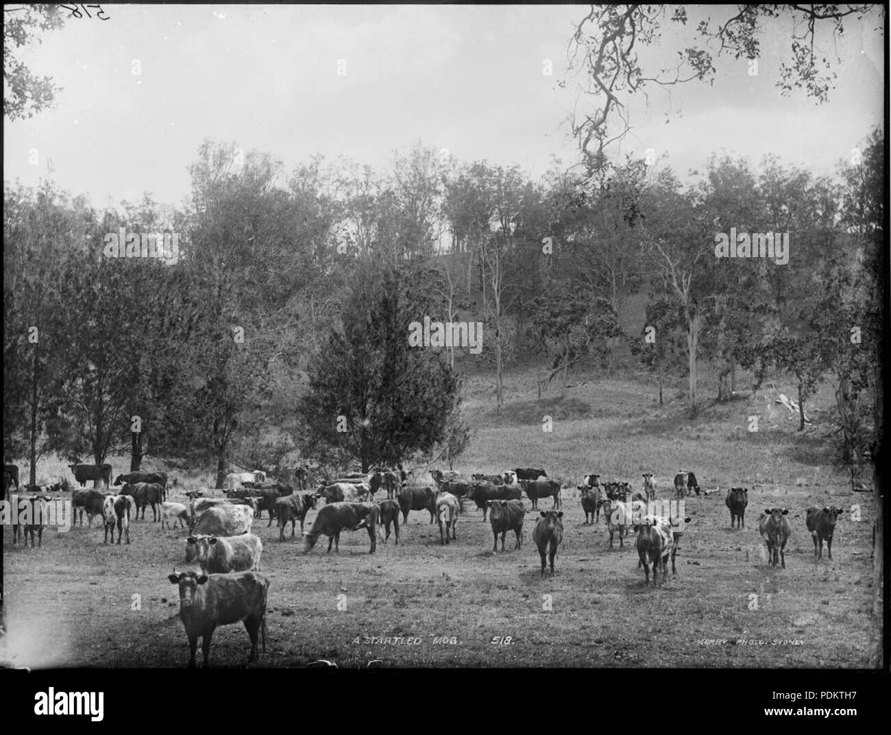 9 Un Startled Mob (4903865598) Foto Stock