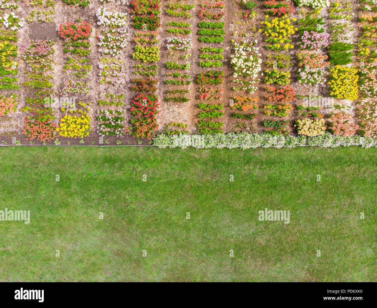 Vista superiore foto aerea di fiori di campo in area urbana. drone fotografia Foto Stock