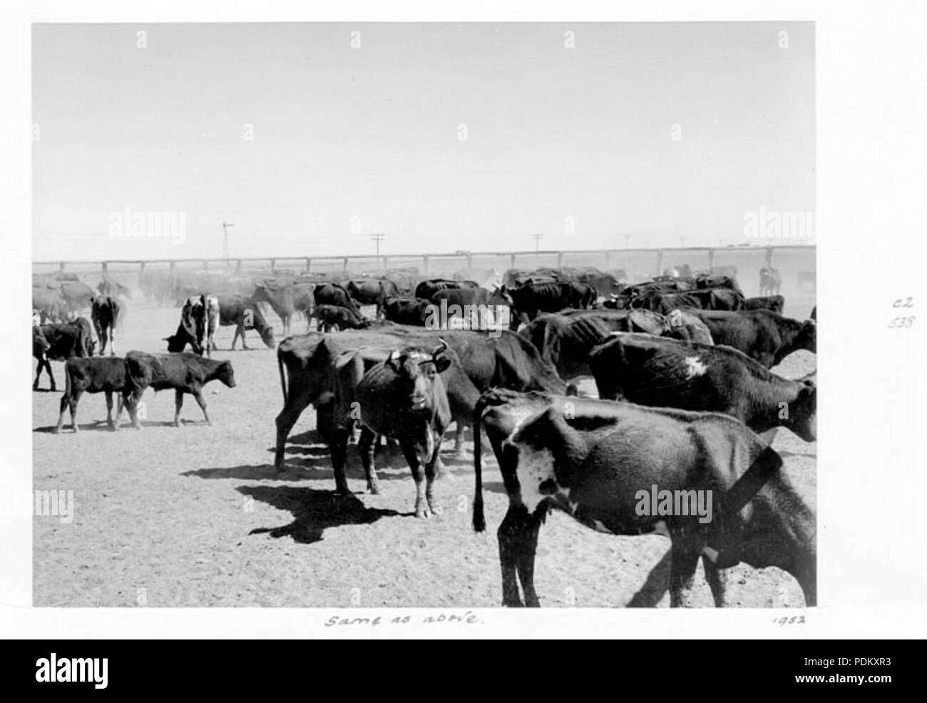 115 Queensland Archivi di Stato 4414 morendo di fame stock Julia Creek per essere spostato in McKinlay District 1952 Foto Stock