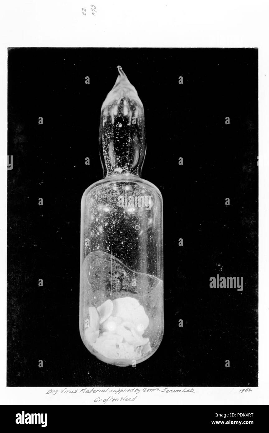 115 Queensland Archivi di Stato 4429 virus secco materiale fornito dal Commonwealth Serum Laboratory Crofton weed 1952 Foto Stock