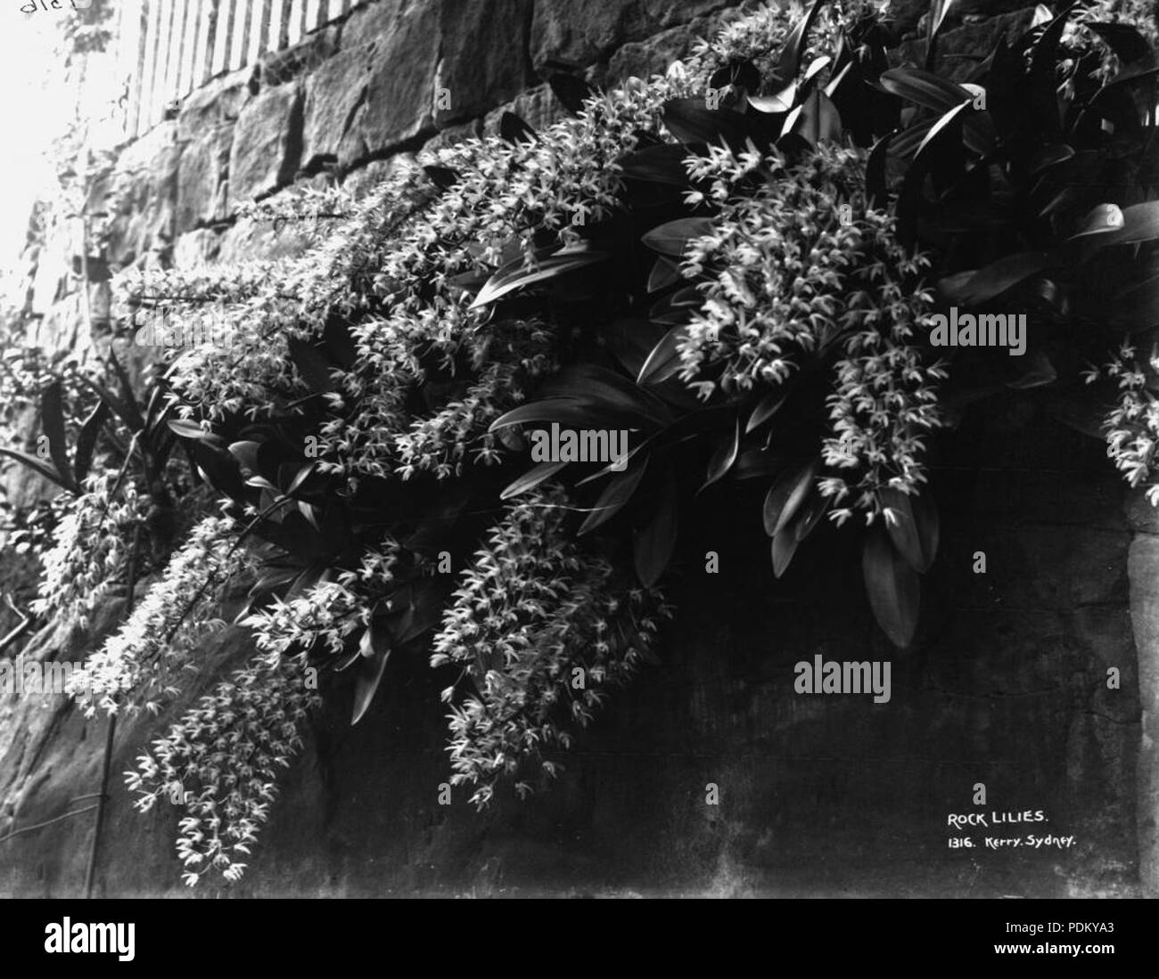 126 gigli di roccia (4903859622) Foto Stock