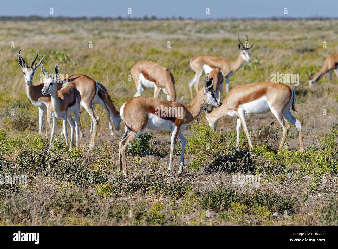 Una mandria di springbok pascolano sulla savana nel Parco Nazionale Etosha, Namibia, Africa. Una striscia di cielo blu in background. Foto Stock