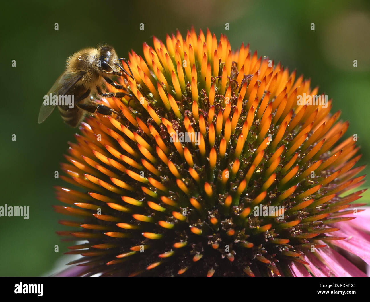 Un miele delle api (Apis mellifera) Foraggi per il nettare e polline su un prodotto a base di echinacea o coneflower (Echinacea porpora). Bedgebury Forest, Hawkhurst, Kent, Regno Unito. Foto Stock