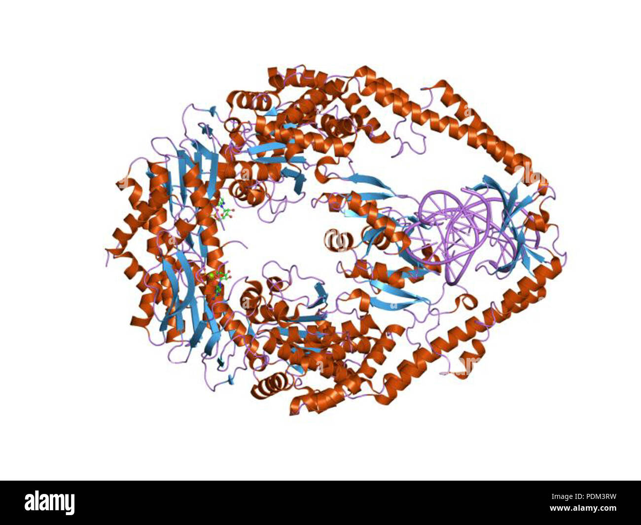 82 PDB 1ng9 EBI Foto Stock