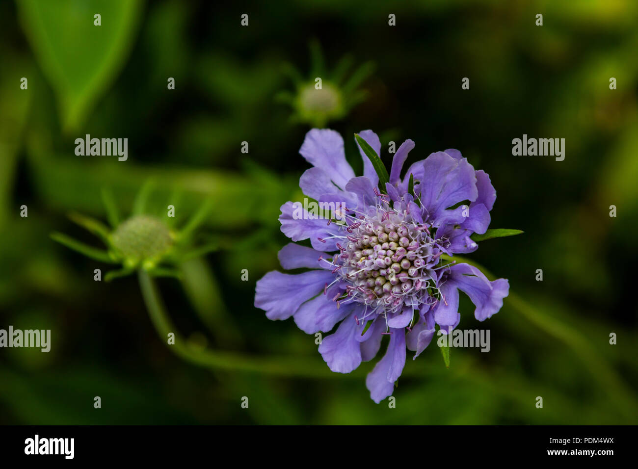 La Scabiosa è un genere in Caprifoliaceae caprifoglio o famiglia. La Scabiosa fiori ha guadagnato il soprannome di puntaspilli fiore a causa dei loro prominenti sta Foto Stock