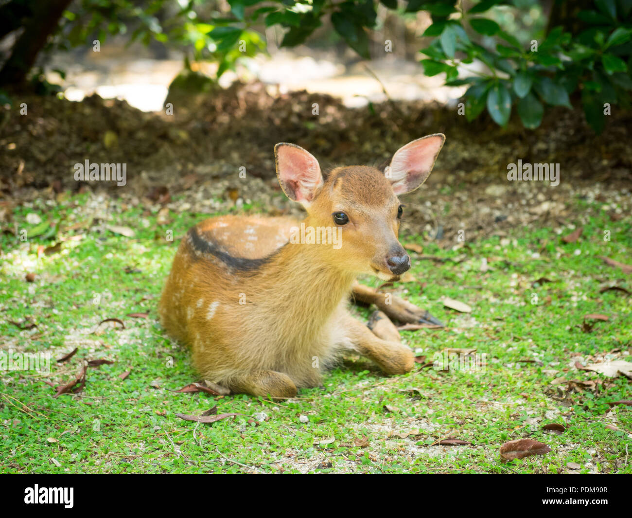 Una seduta Sika cervo (Cervus nippon) fawn sull'isola di Miyajima, Prefettura di Hiroshima, Giappone. Foto Stock