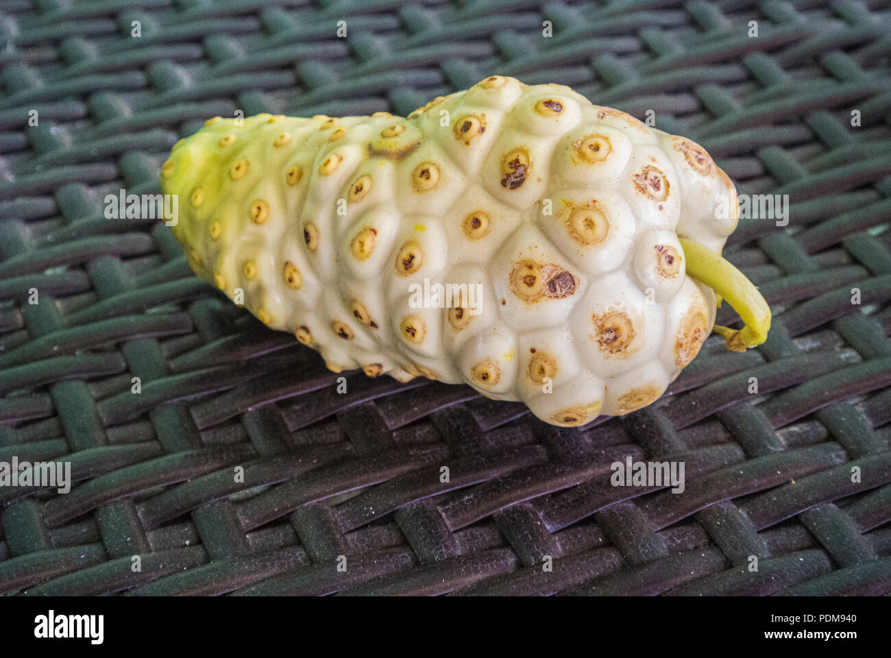 Morinda citrifolia, comunemente noto come grande morinda, gelso indiano, spiaggia del gelso, Tahitian Noni, formaggio, frutta o noni, su un tavolo Foto Stock