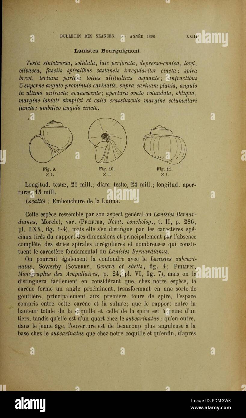 Annales de la Société royale malacologique de Belgique (pagina 31) Foto Stock