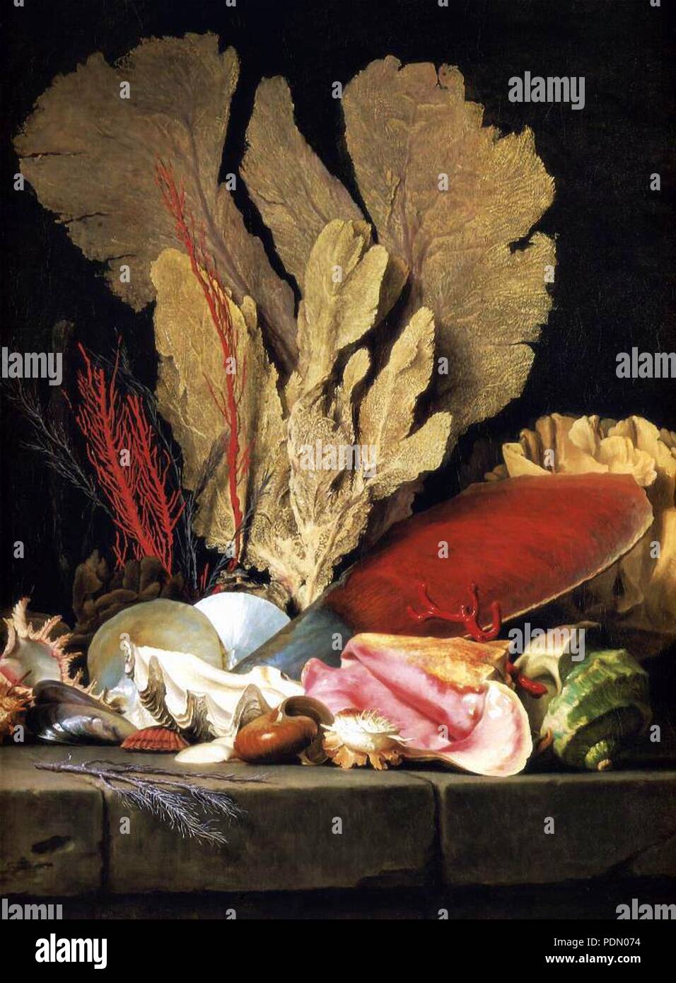 Anne Vallayer-Coster - Still-Life con ciuffo di piante marine, conchiglie e coralli - Foto Stock