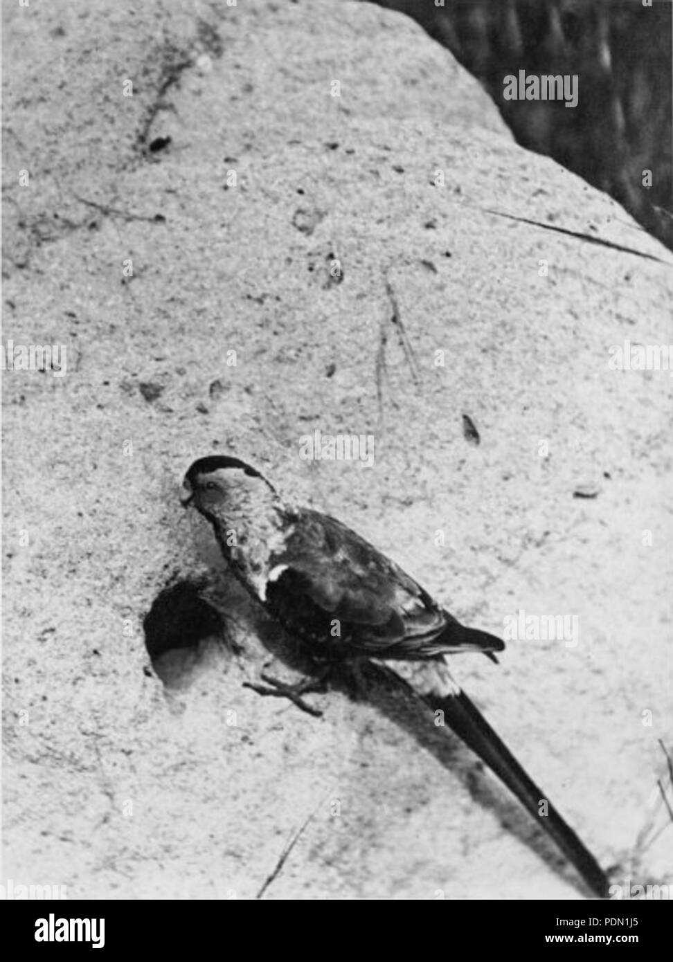 99 Psephotus pulcherrimus Foto Stock