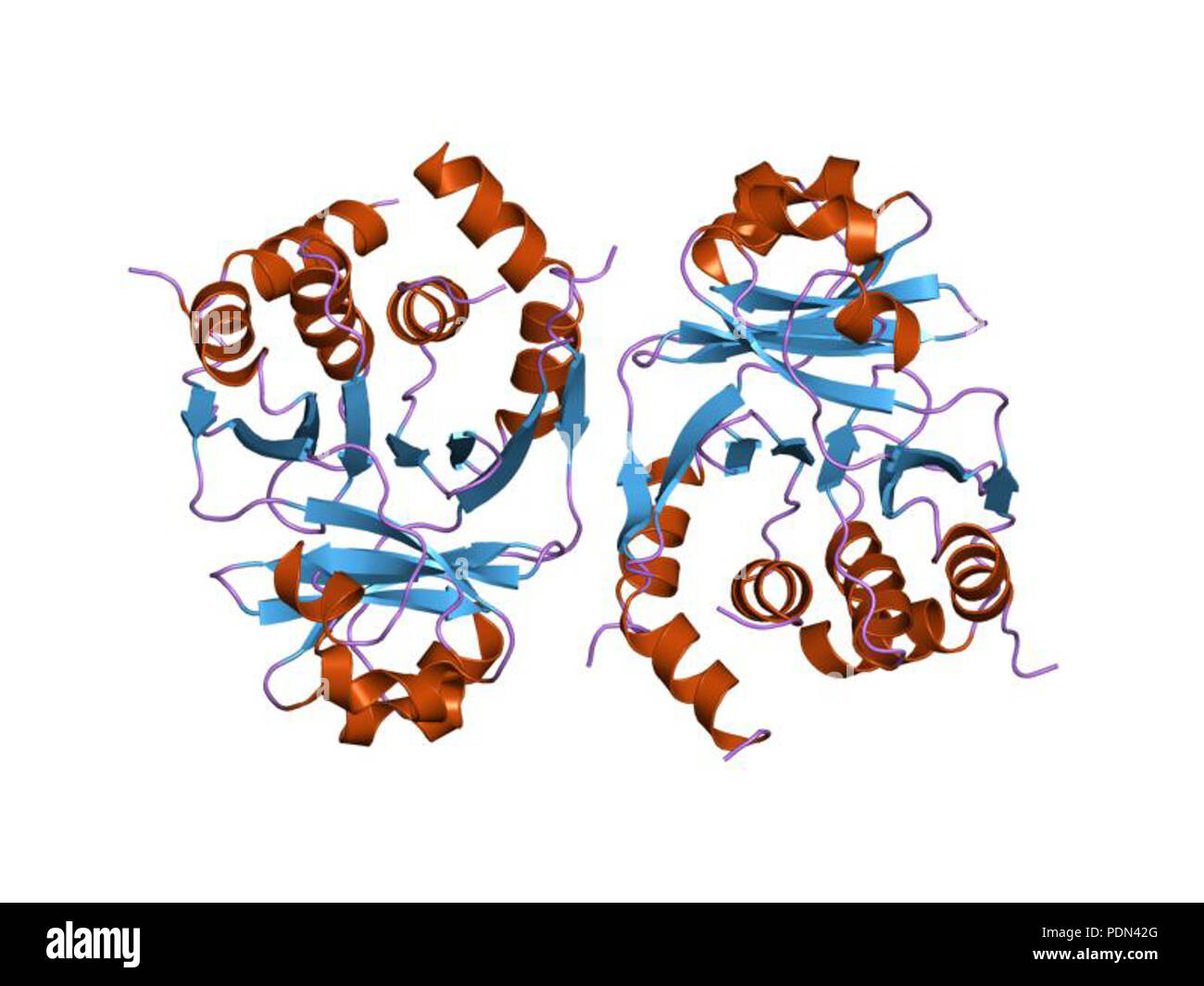 154 PDB 1zvp EBI Foto Stock
