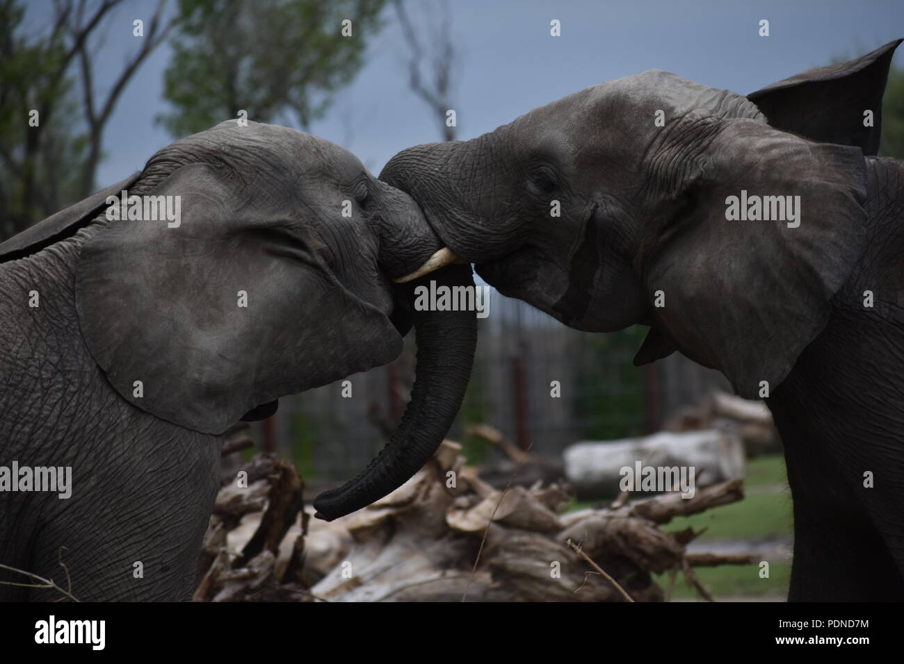 Gli elefanti giocare combattimenti nel contenitore di nuovo al Sedgwick County Zoo Foto Stock