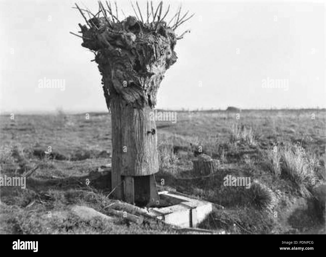 41 DummyTreeHill63Messines1917 Foto Stock
