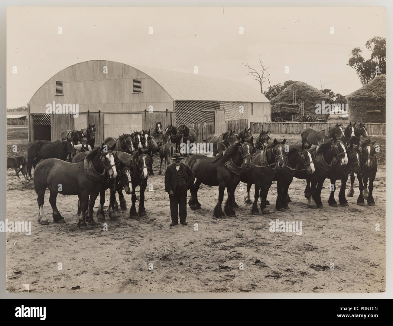 192 SLNSW serie 919806 01 cavalli 19211924 ca Foto Stock