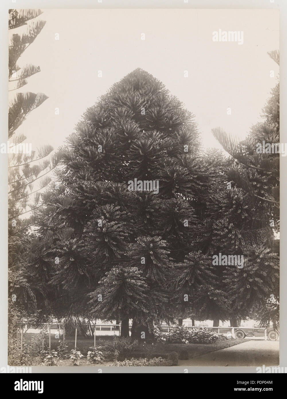 193 920782 SLNSW Serie 17 rurale e bush scenario ca 19211923 Foto Stock