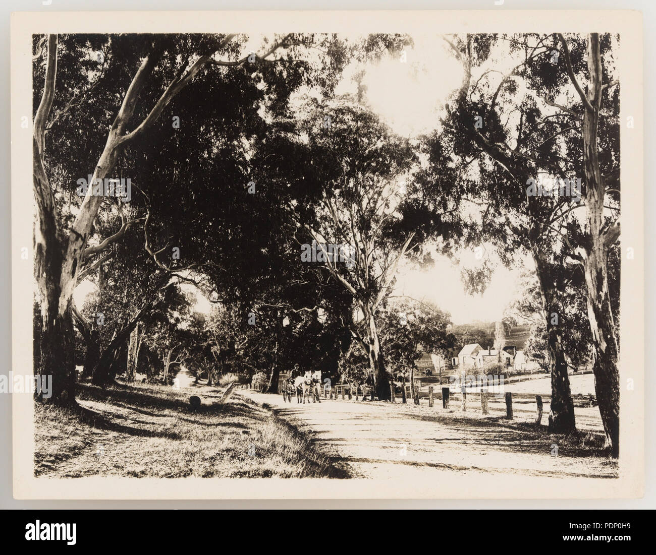 193 920830 SLNSW Serie 17 rurale e bush scenario ca 19211923 Foto Stock