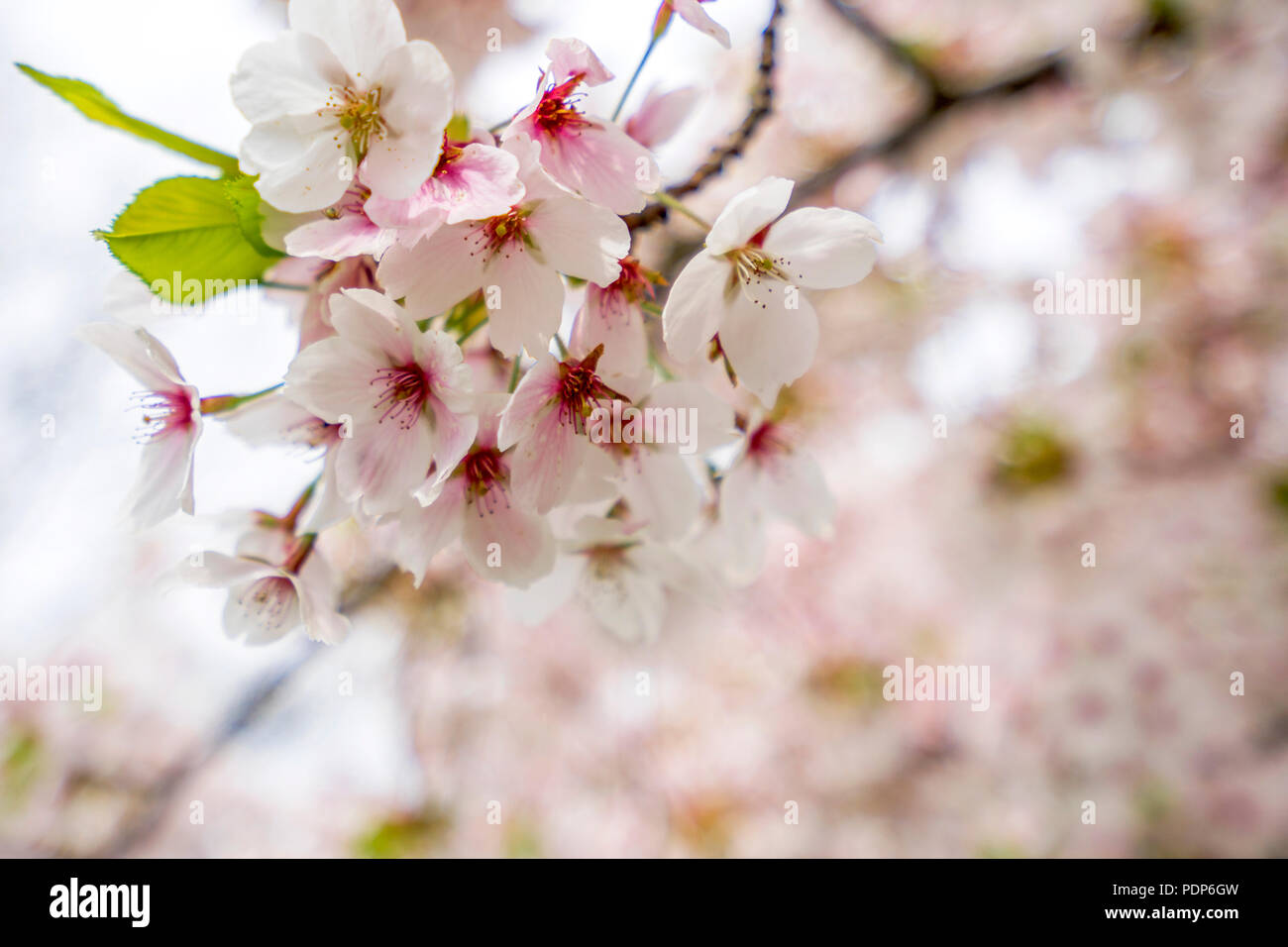 Weisse Kirschbaumblueten Fruehling im Foto Stock