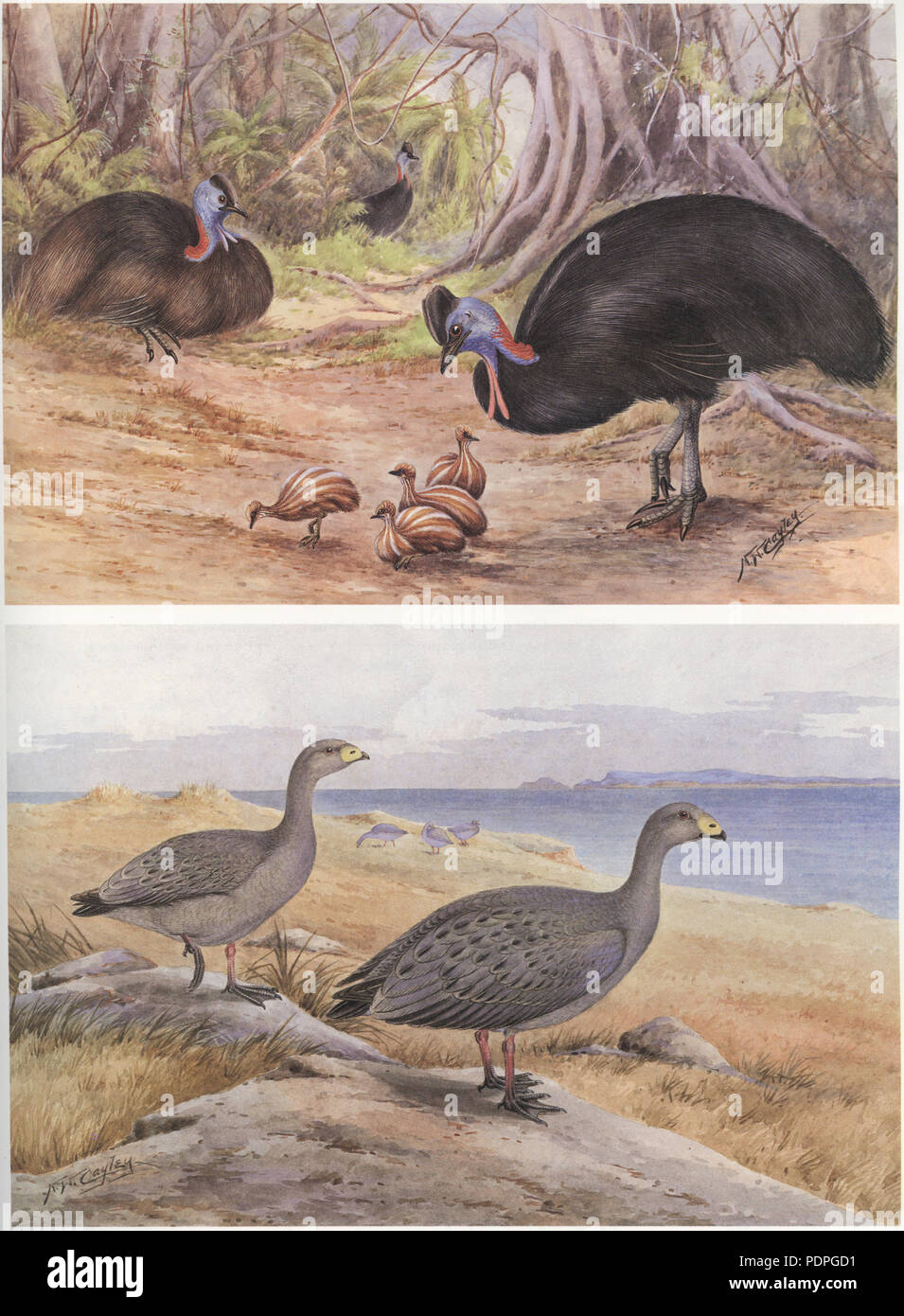 31 Cayley p7 Casuario meridionale e Cape oca sterile Foto Stock
