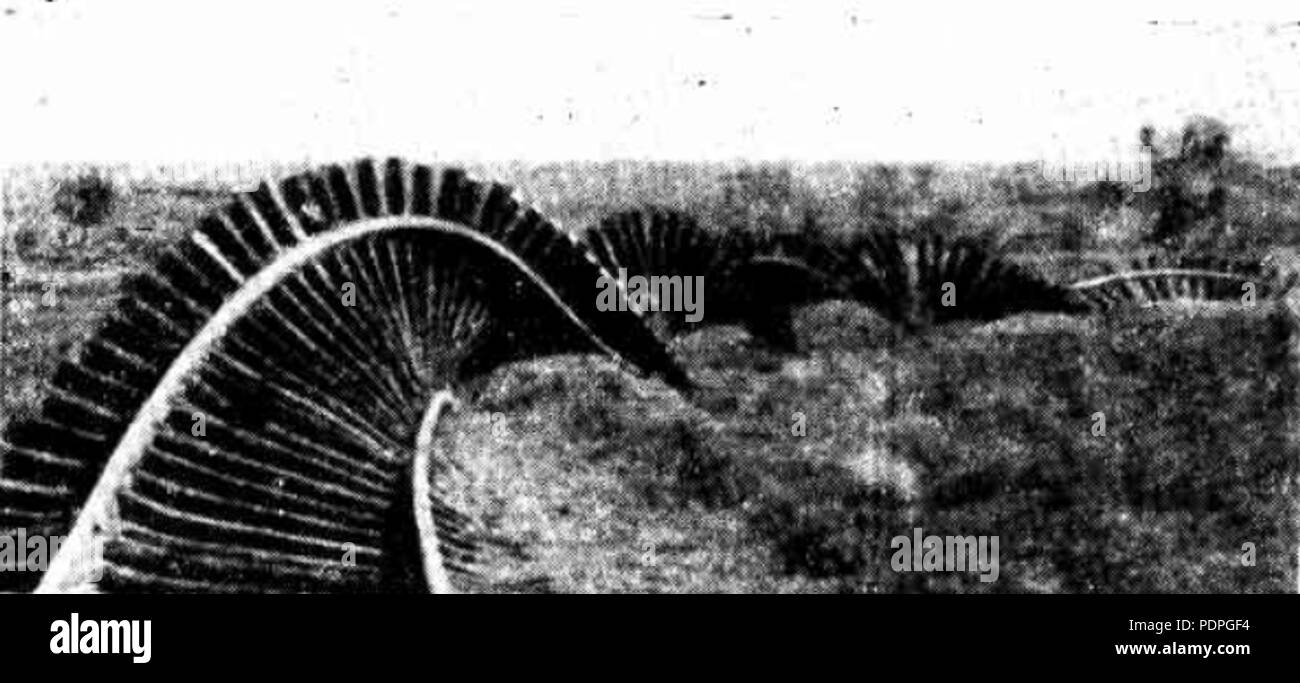 32 Australia Centrale Railway Foto Stock