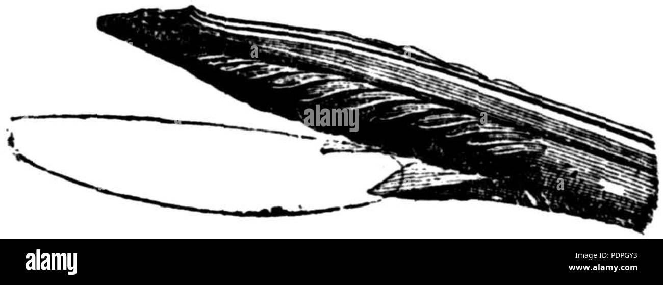 33 Cicala lato ovipositor Foto Stock