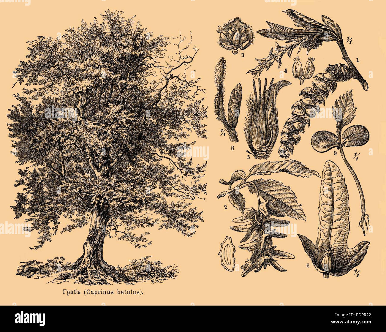 13 Brockhaus e Efron Dizionario Enciclopedico b35 186-1 ritagliato2 Foto Stock