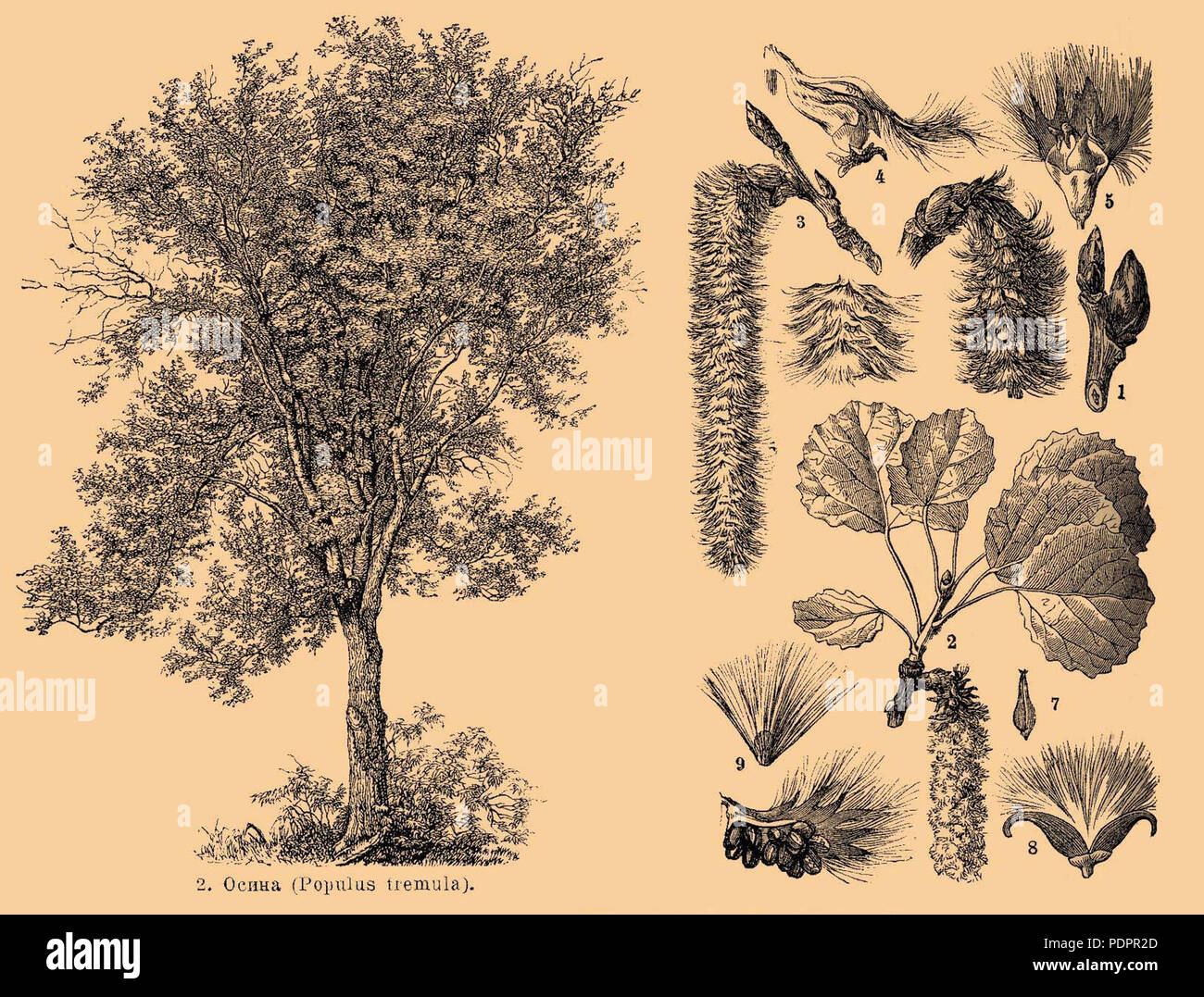 13 Brockhaus e Efron Dizionario Enciclopedico b35 186-1 ritagliato4 Foto Stock