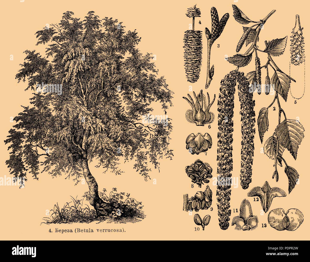 13 Brockhaus e Efron Dizionario Enciclopedico b35 186-1 ritagliato3 Foto Stock