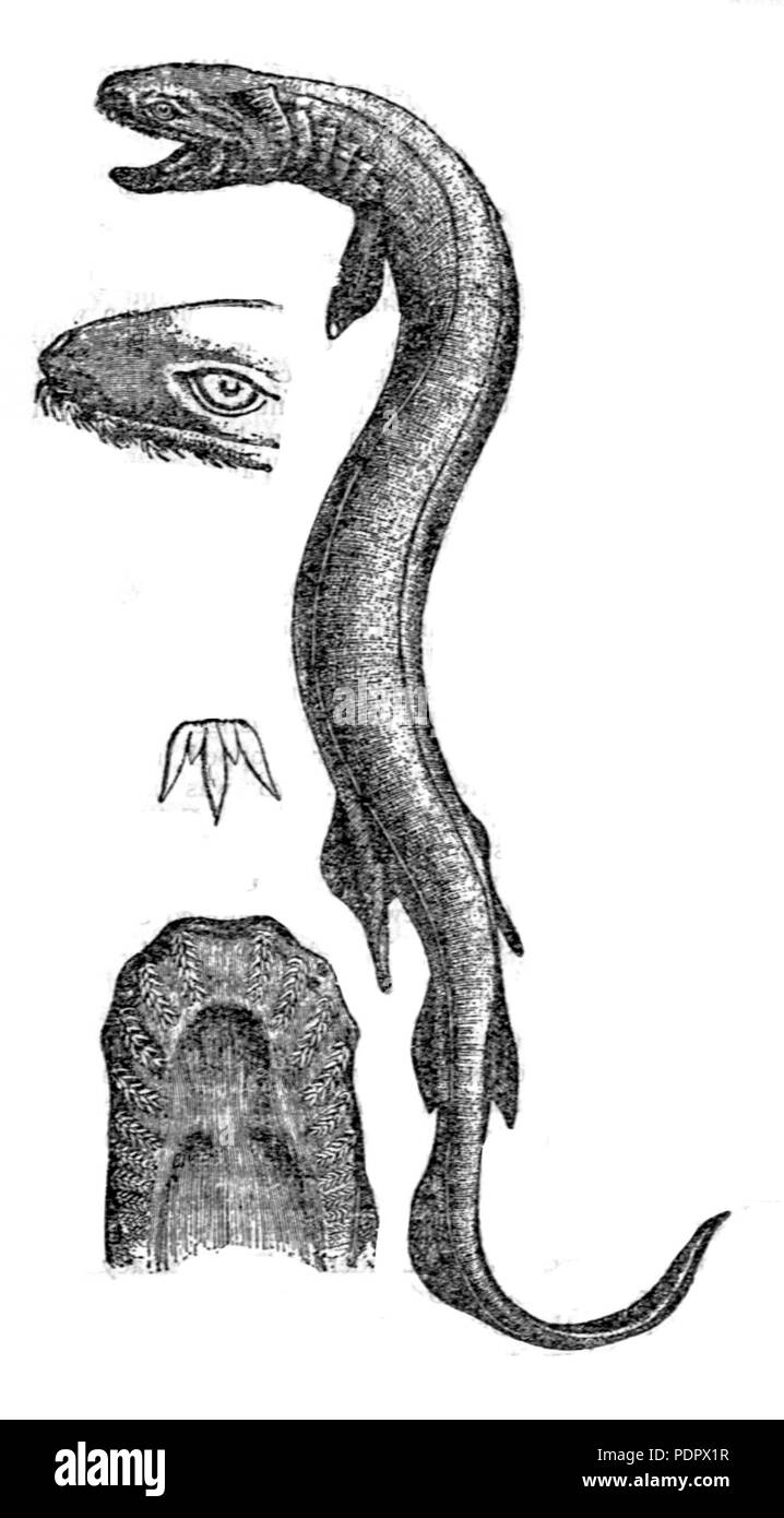 12 Chlamydoselachus anguineus Britannica Foto Stock