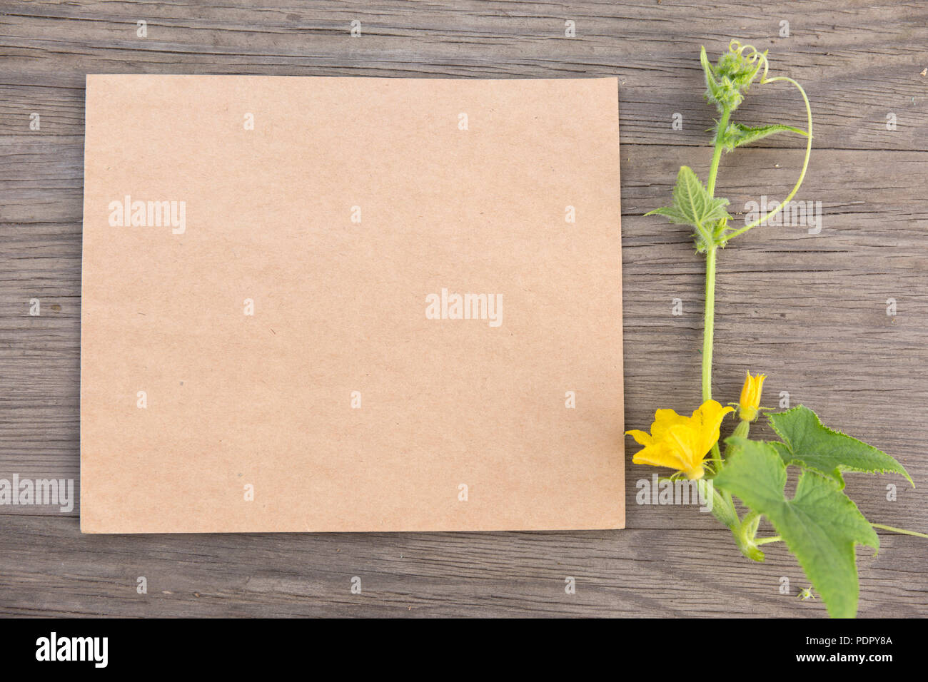 Fiore di cetriolo con artigianali fatti a mano notebook sul vecchio grunge sfondo di legno. Vista dall'alto. In stile minimalista mockup. Foto Stock