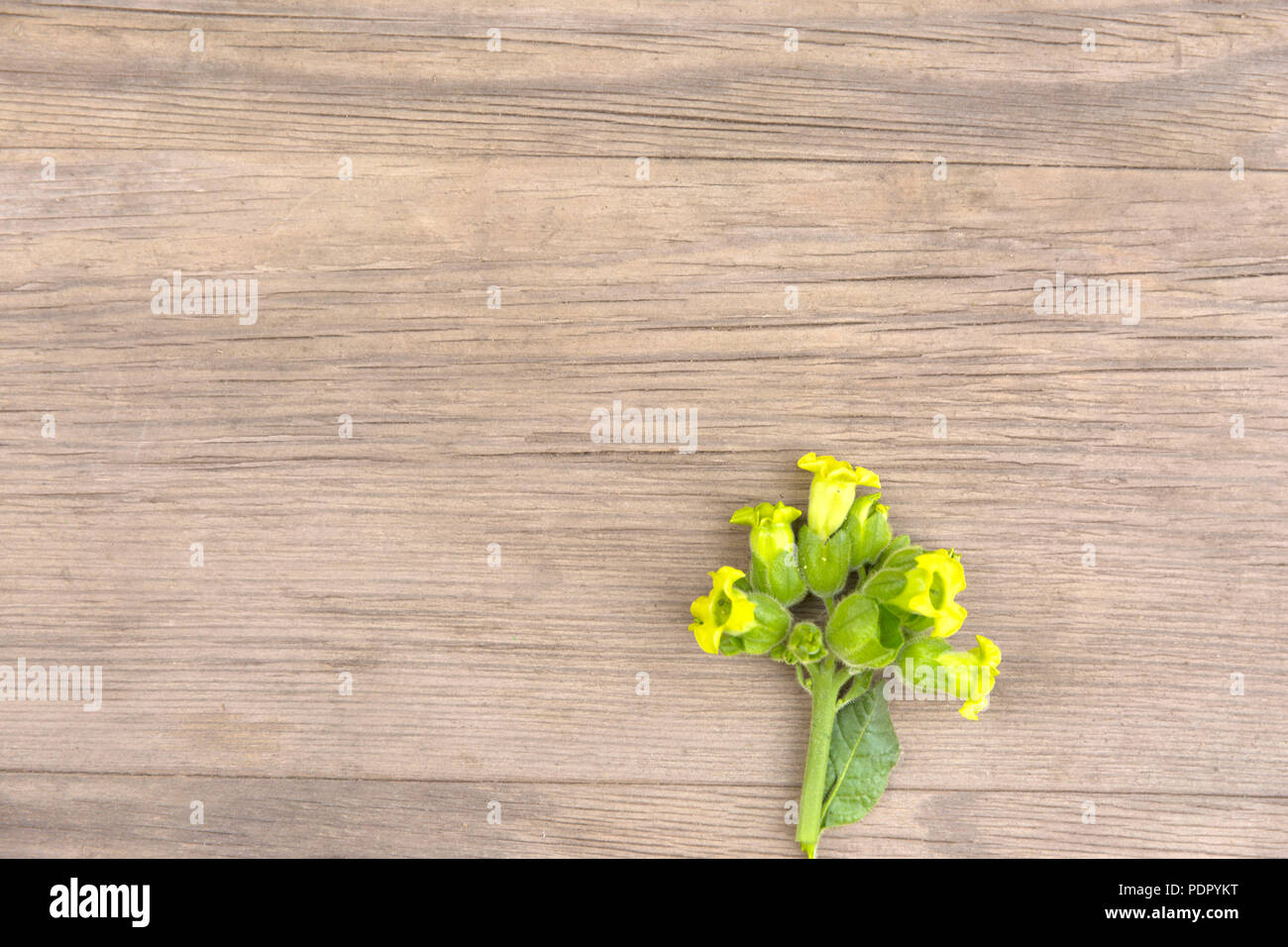 Fiore di tabacco sul vecchio grunge sfondo di legno. Vista dall'alto. In stile minimalista mockup. Foto Stock