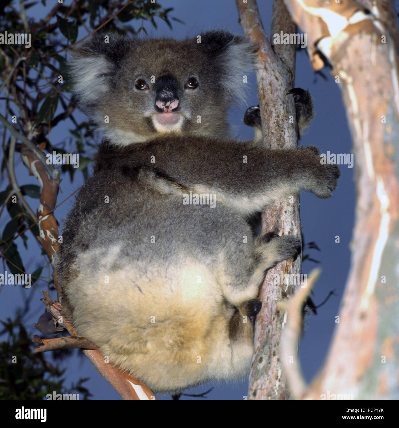 Il Koala (Phascolarctos cinereus è un erbivoro arboree marsupiale nativo di Australia che abitano le foreste eucalpytus. Nuovo Galles del Sud, Aust. Foto Stock
