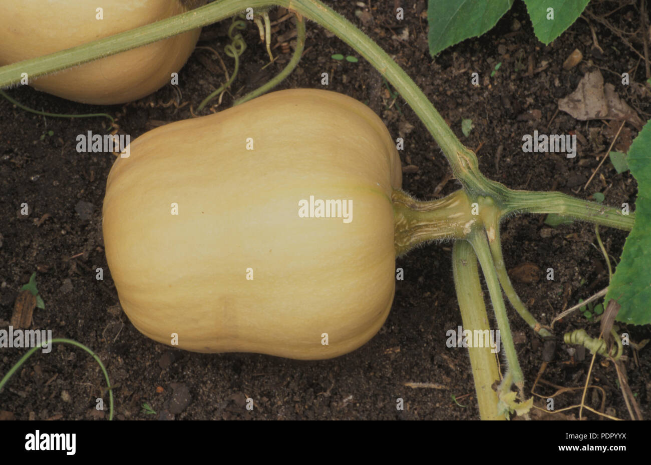 BUTTERNUT crescente di zucca (Cucurbita moschata) noto anche come la zucca. Cucurbitacee Foto Stock