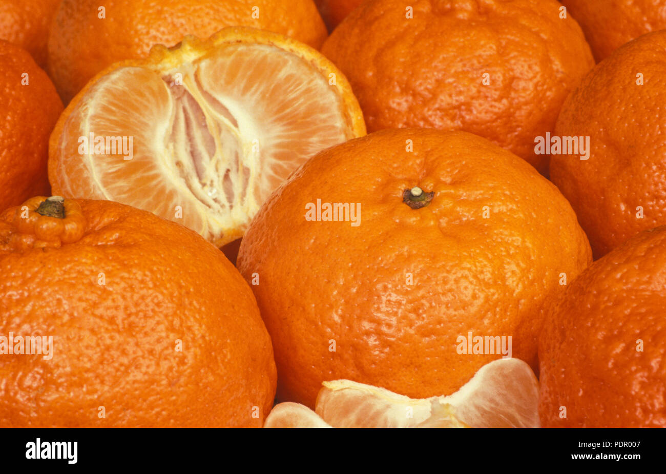 Raccolte di mandarini (Citrus reticulata ) Foto Stock