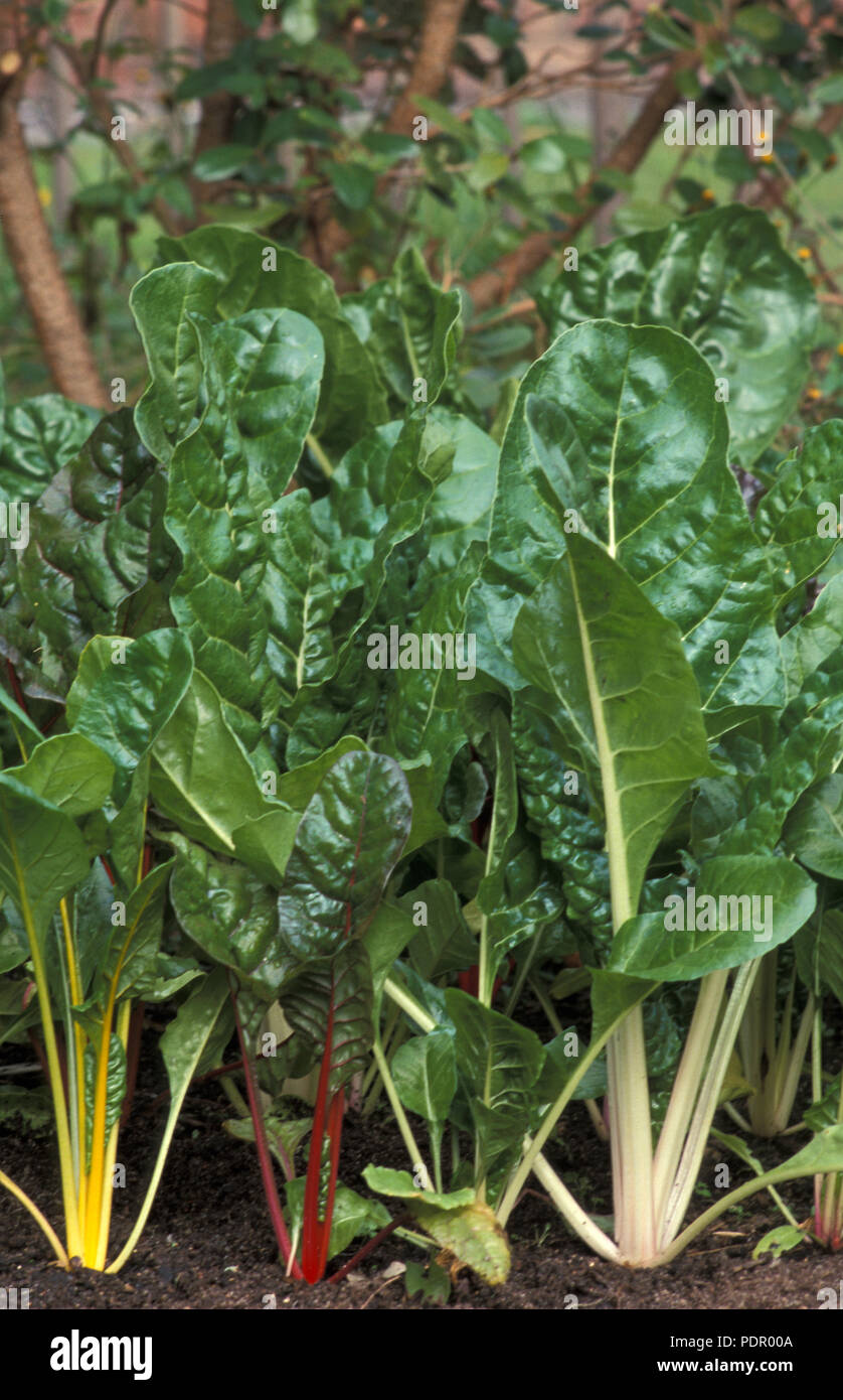 RAINBOW CHARD (SILVERBEET) BETA VULGARIS SSP. CICLA. Crescente Foto Stock