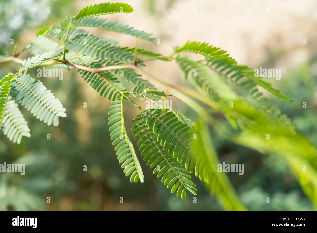 Foglie di Prosopis juliflora in Velavadar Balckbuck Parco Nazionale Foto Stock