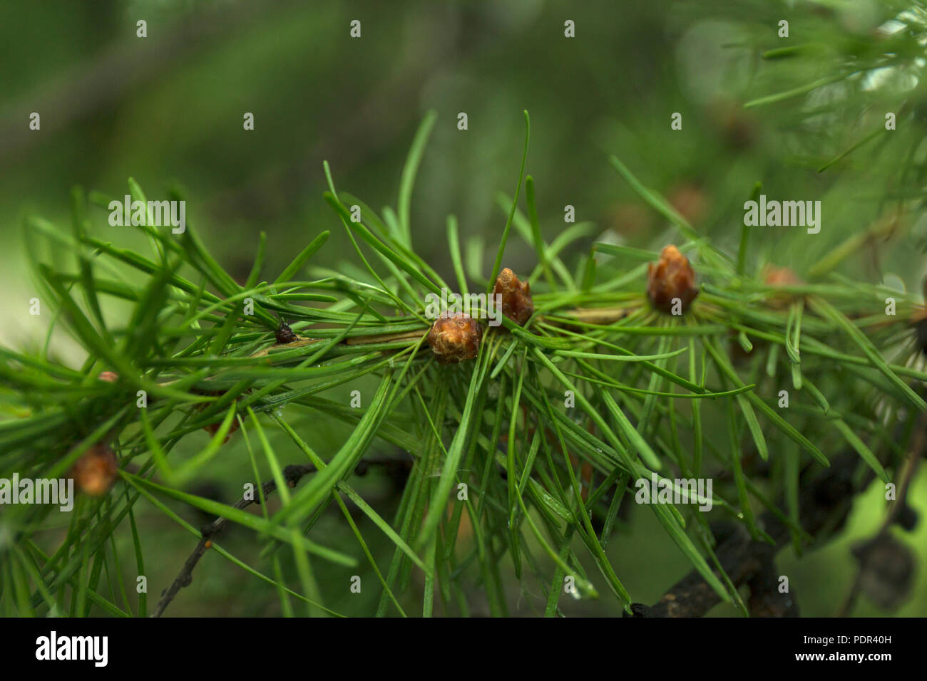 Verde rami di larice con piccoli coni. Macro di aghi di larice con fresche gocce di rugiada. Foto Stock