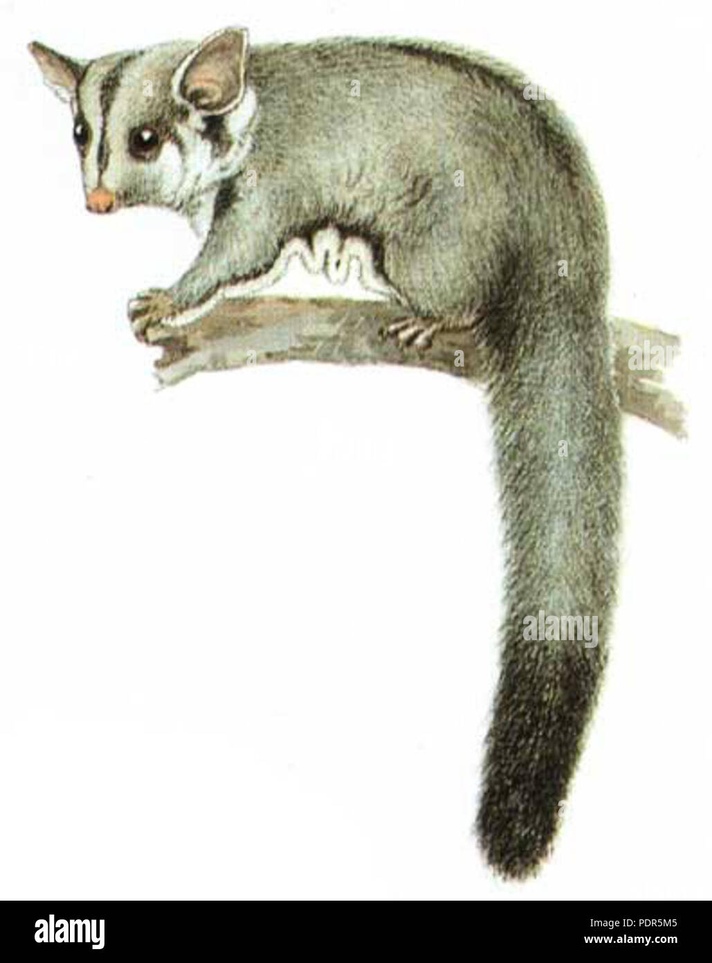 96 Petaurus breviceps-Cayley Foto Stock