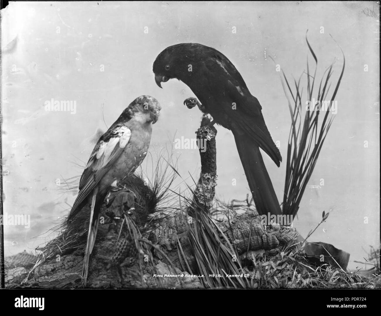 75 Re Parrot e Rosella (4903831354) Foto Stock