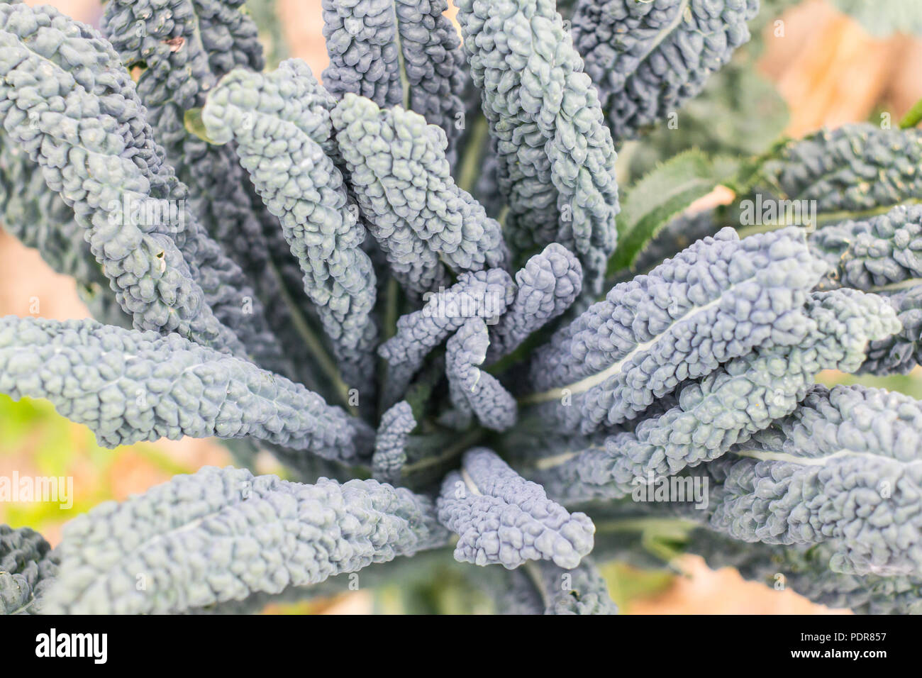 Tuscan kale o cavolo nero su piante in giardino. Cavolo nero (italiano) cavolo o lacinato crescita in fila nell'azienda. Foto Stock